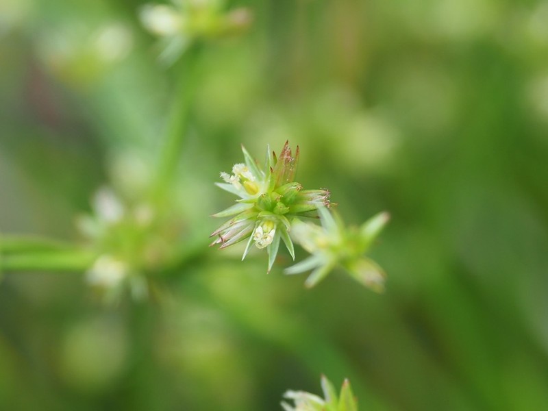 Juncus prismatocarpus photo 6