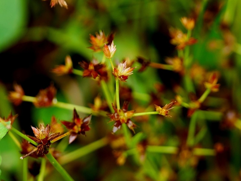 Juncus prismatocarpus photo 7