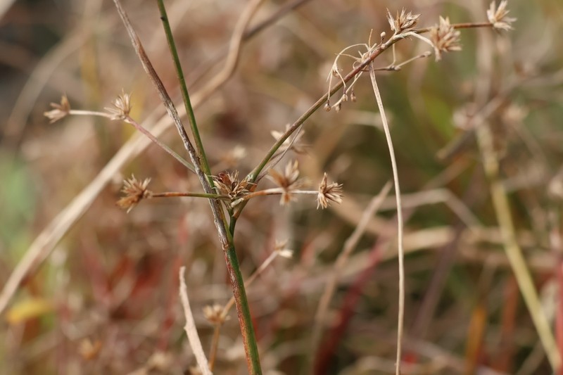 Juncus prismatocarpus subsp. leschenaultii