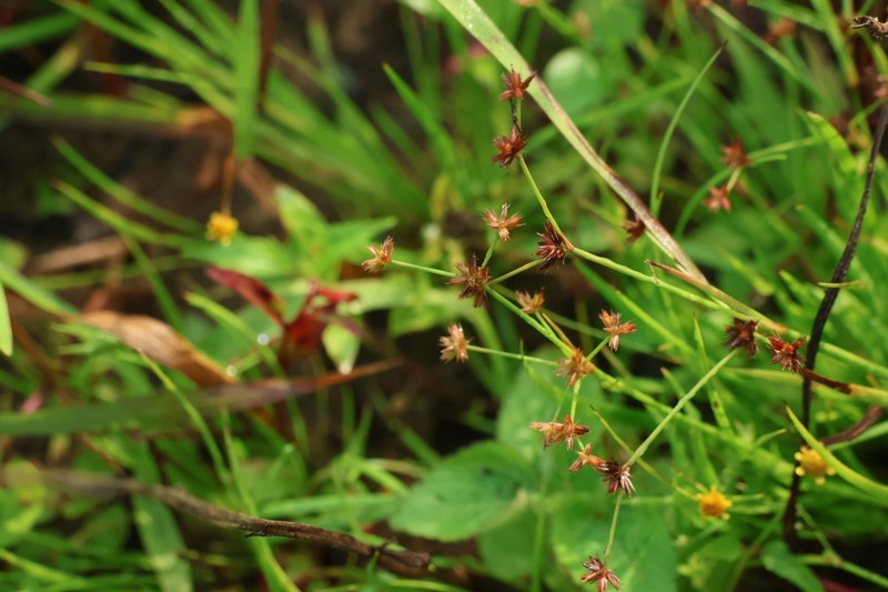 Juncus prismatocarpus subsp. leschenaultii photo 2