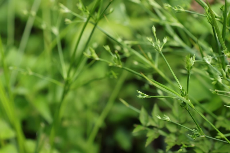Juncus prismatocarpus subsp. leschenaultii photo 3