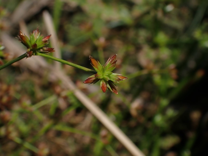 Juncus prismatocarpus subsp. leschenaultii photo 4
