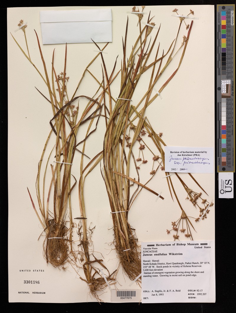 Juncus prismatocarpus subsp. prismatocarpus