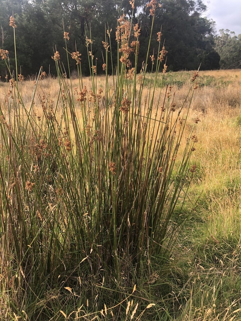 Juncus procerus