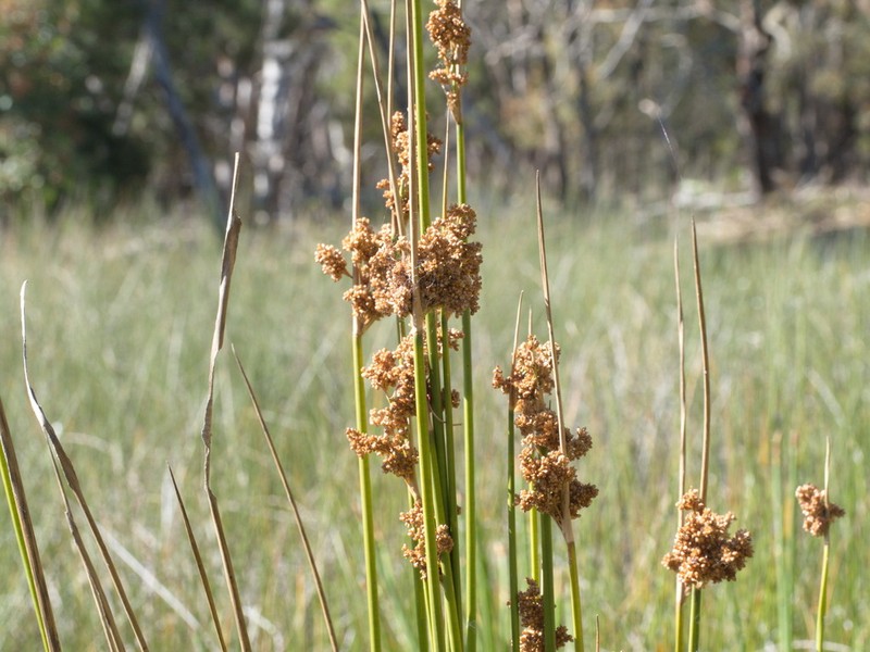 Juncus procerus photo 2