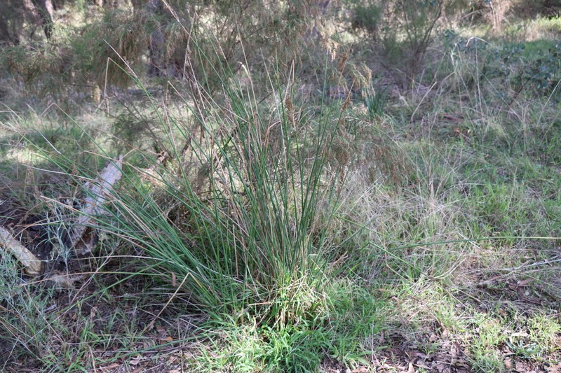 Juncus procerus photo 4
