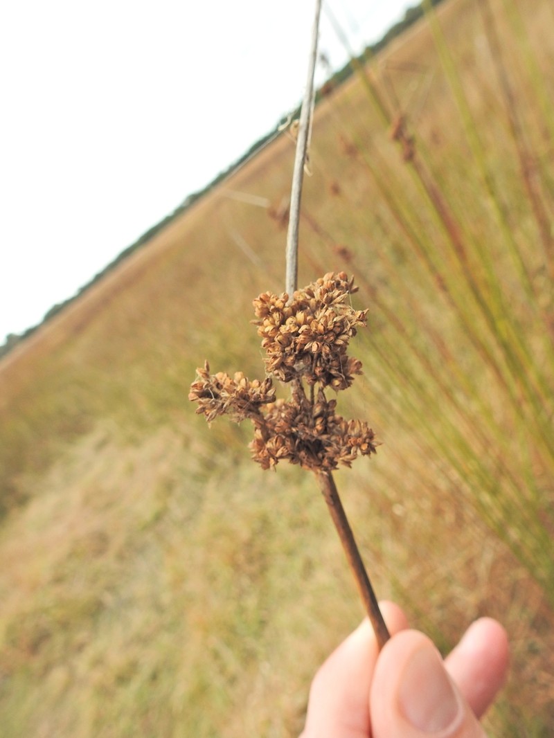 Juncus procerus photo 5