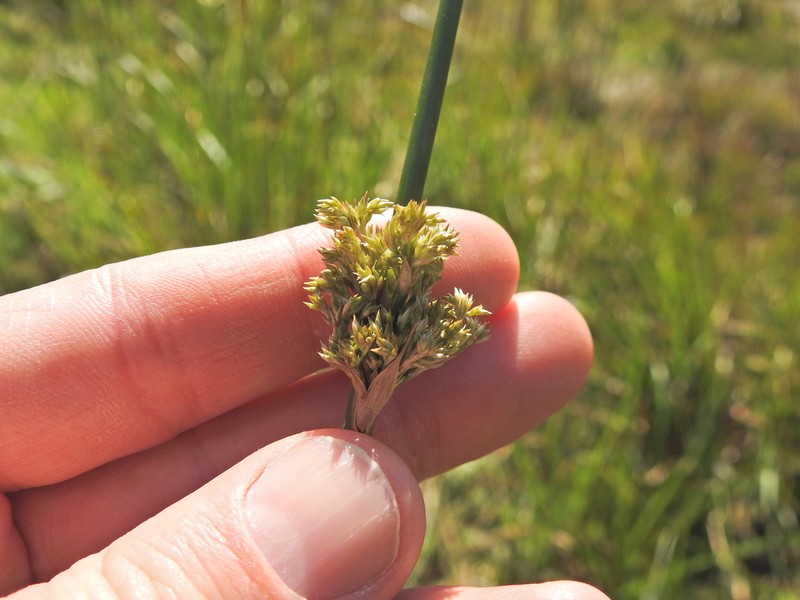 Juncus procerus photo 6