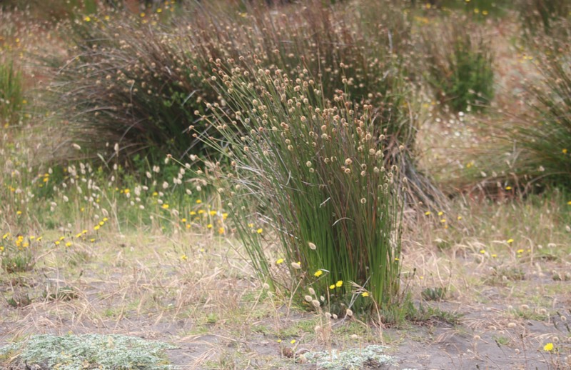 Juncus procerus photo 7