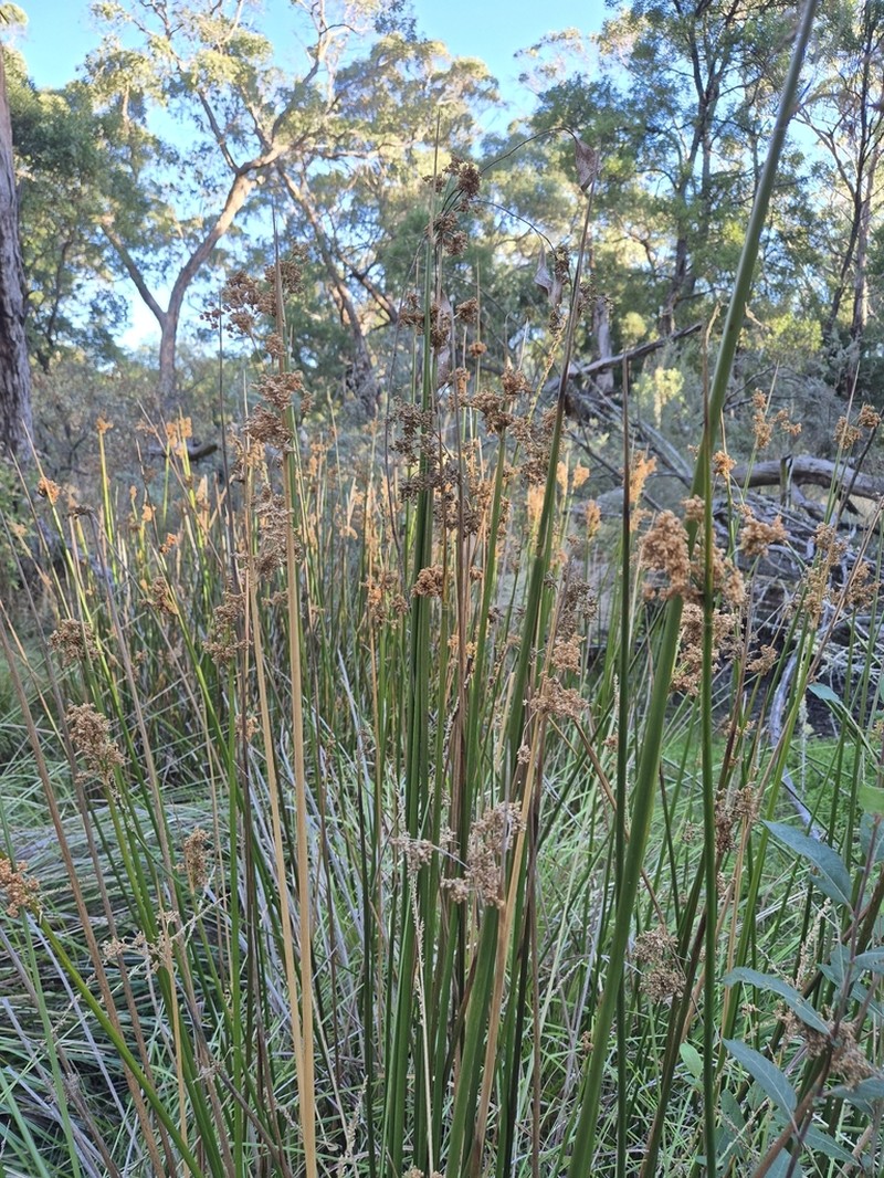 Juncus procerus photo 8