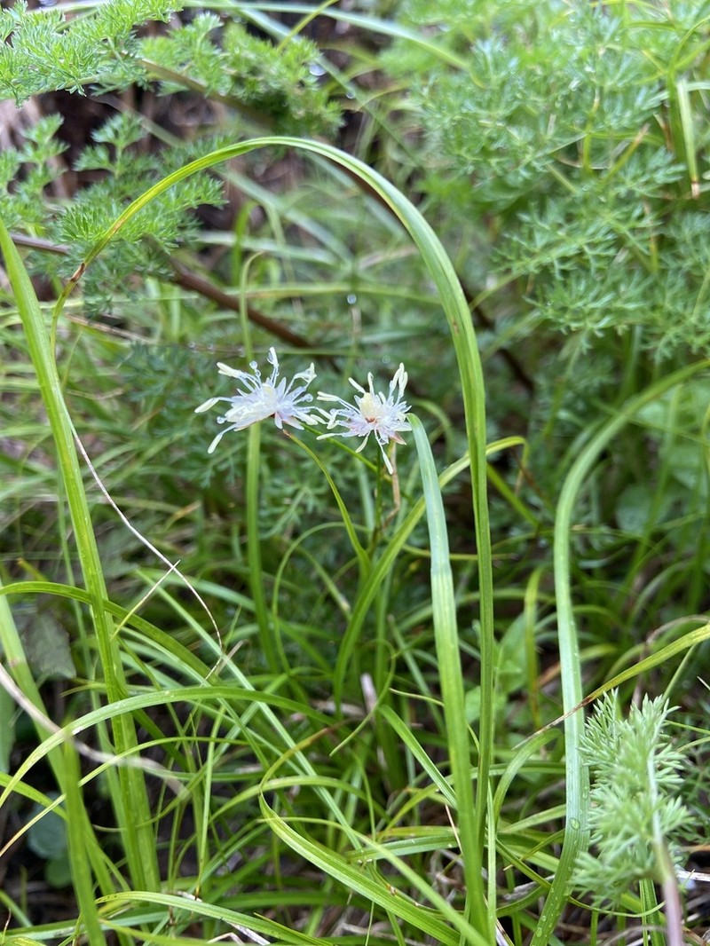 Juncus przewalskii