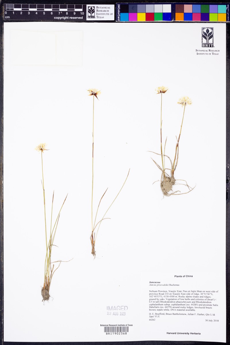 Juncus przewalskii photo 2