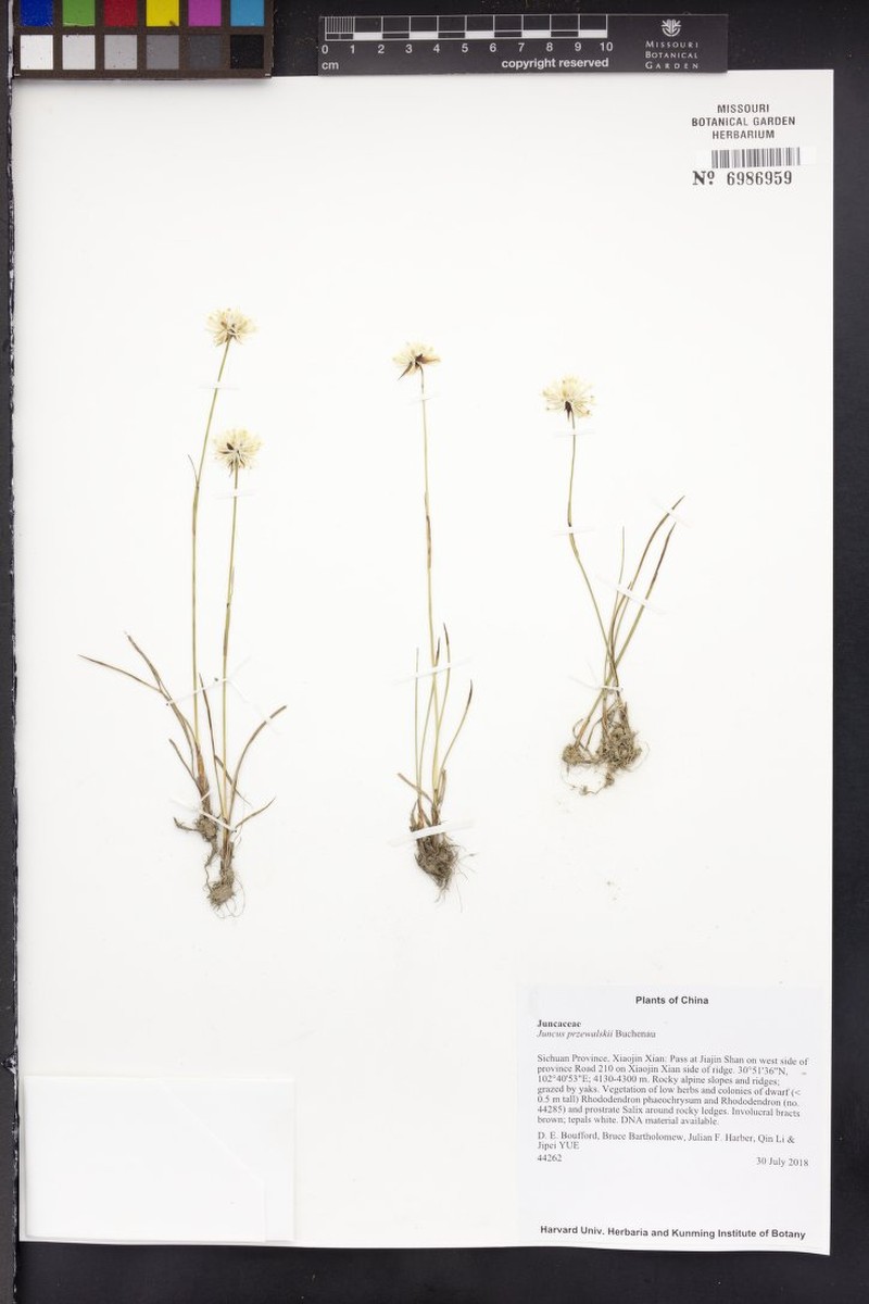 Juncus przewalskii photo 3