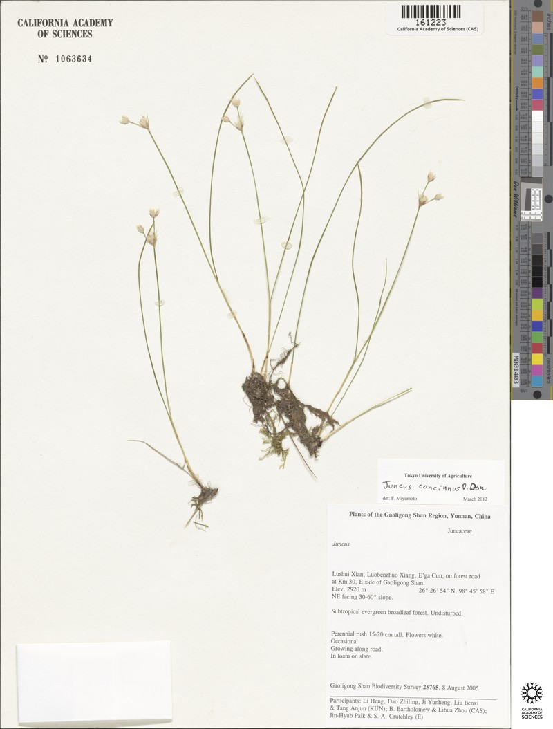 Juncus przewalskii photo 4