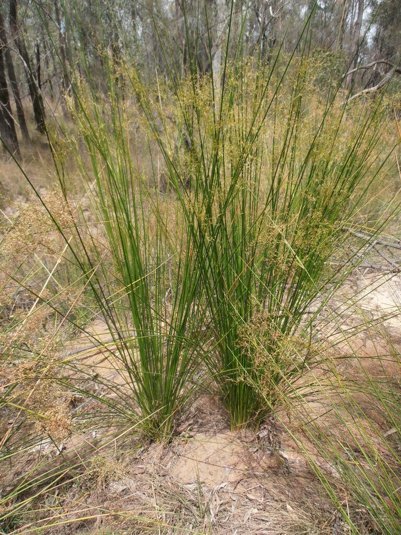 Juncus psammophilus