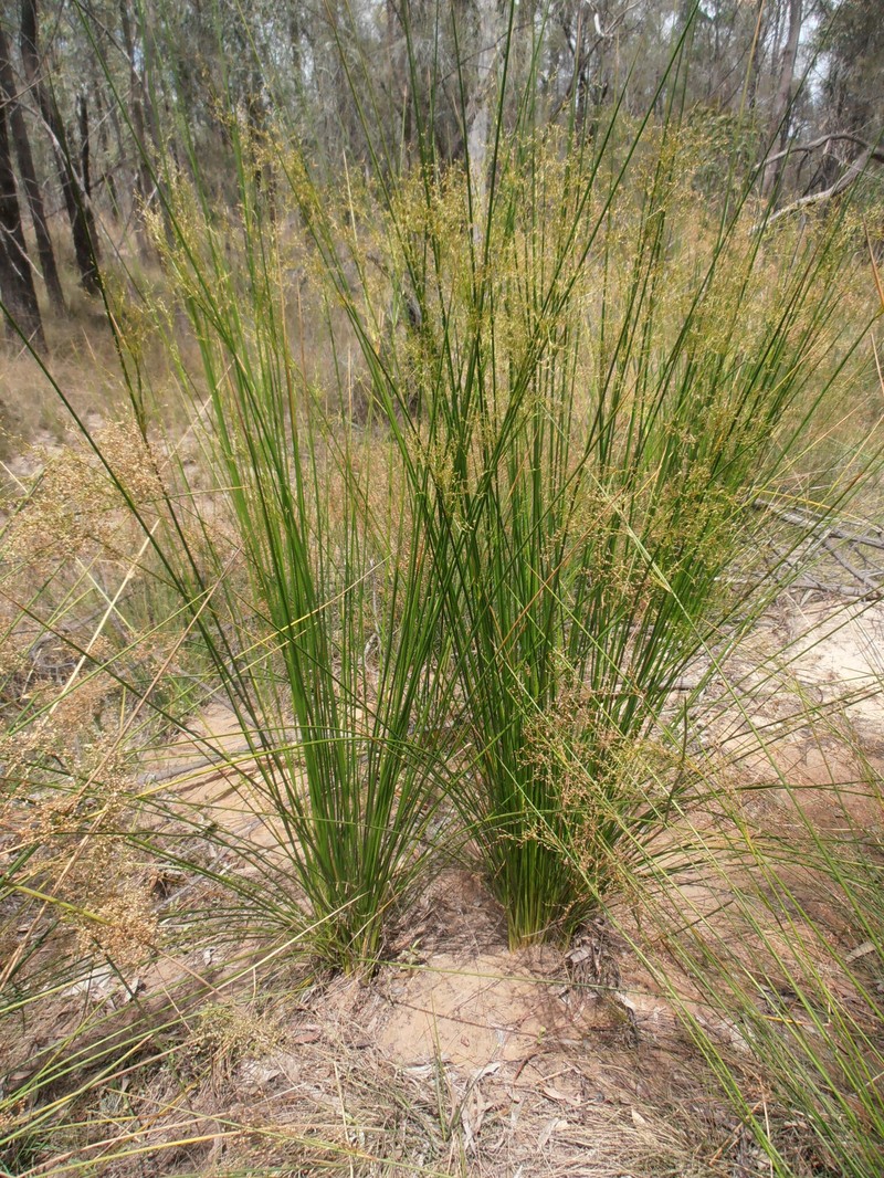 Juncus psammophilus photo 2