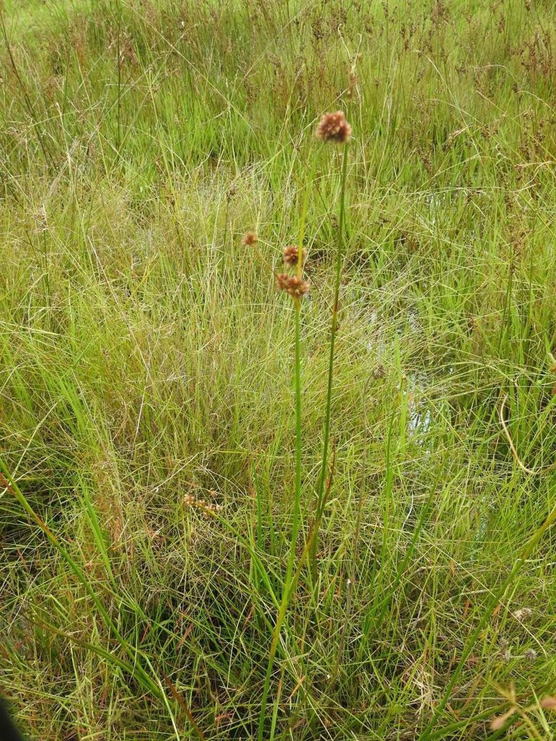 Juncus punctorius