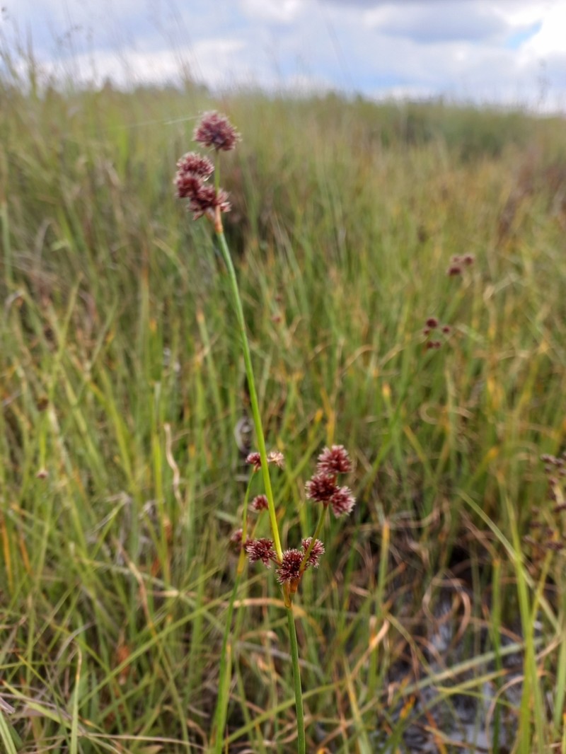 Juncus punctorius photo 2