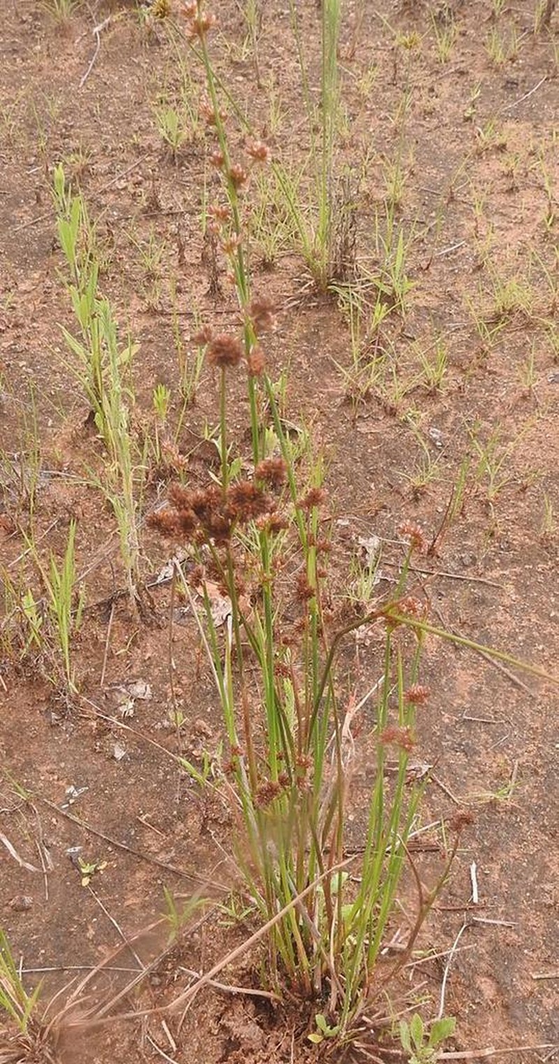 Juncus punctorius photo 3