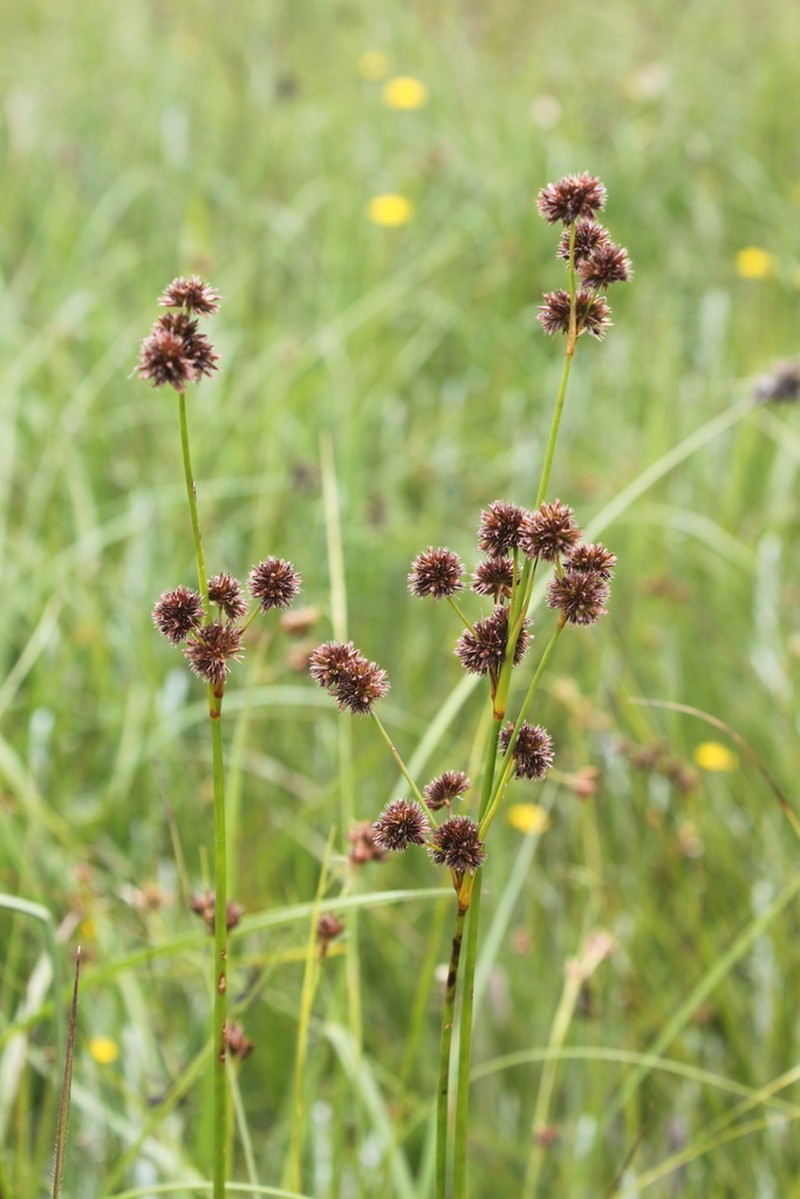Juncus punctorius photo 4
