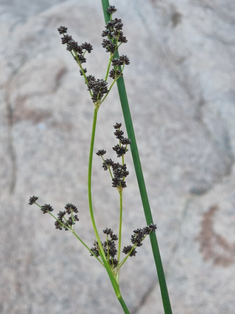 Juncus punctorius photo 5