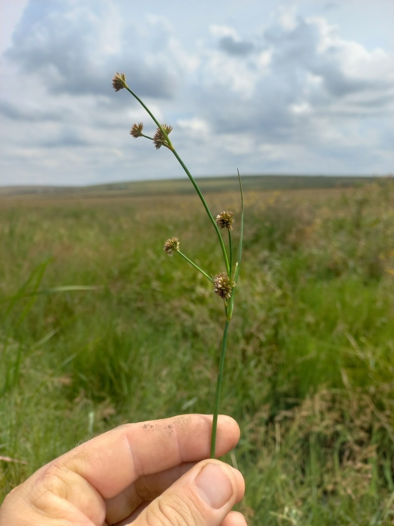 Juncus punctorius photo 6