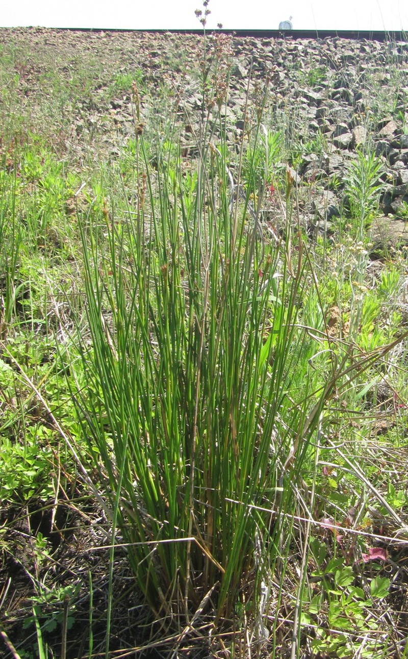 Juncus punctorius photo 7