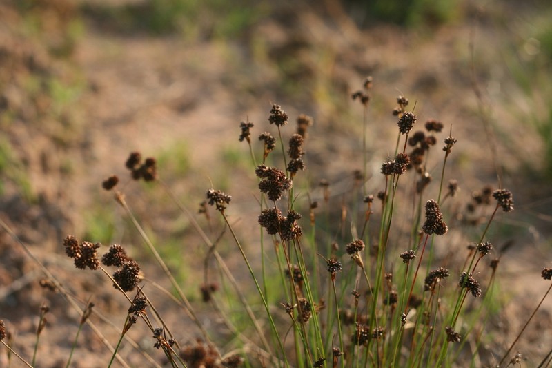 Juncus punctorius photo 8