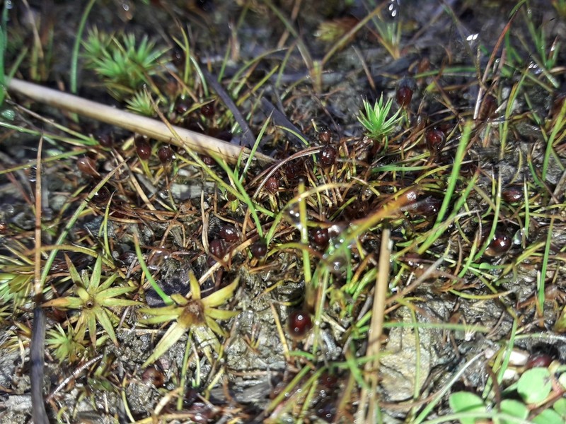 Juncus pusillus photo 2