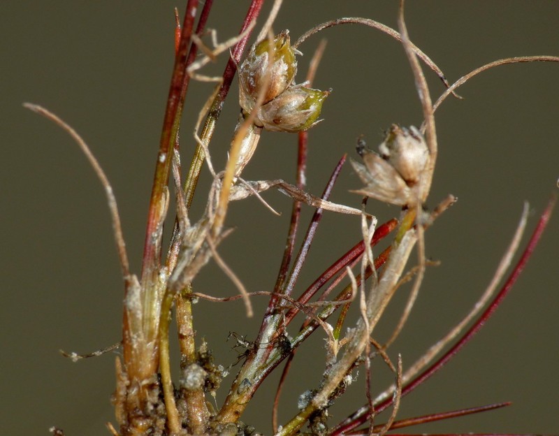 Juncus pusillus photo 3