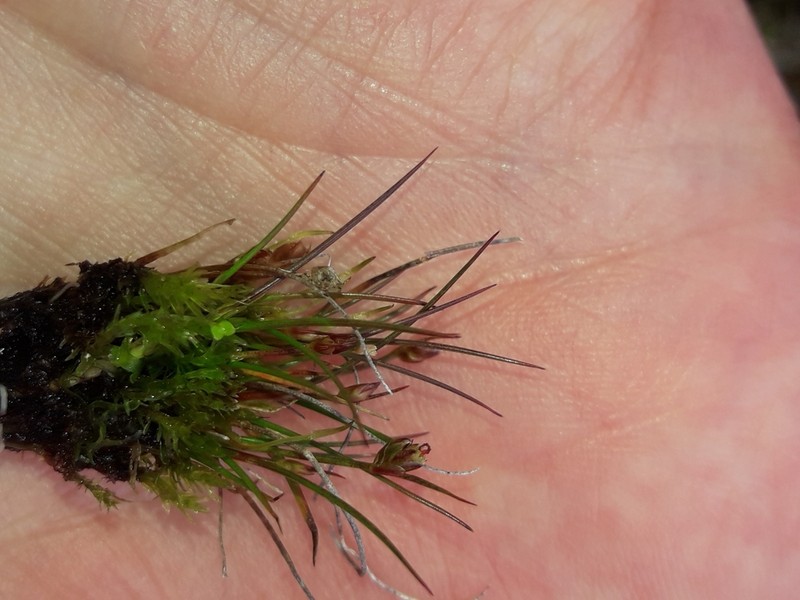 Juncus pusillus photo 4