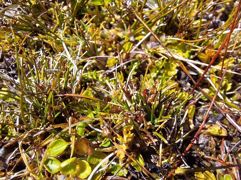 Juncus pusillus photo 6