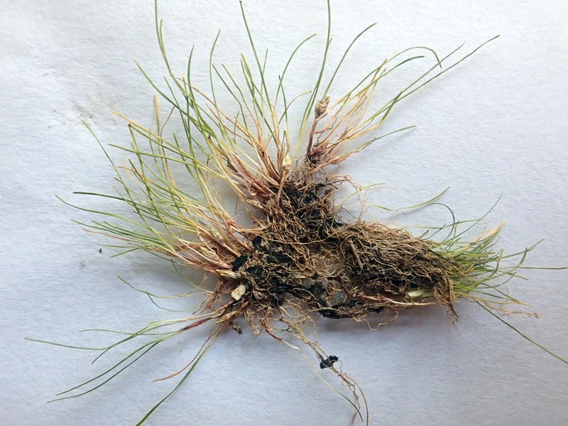 Juncus pusillus photo 7