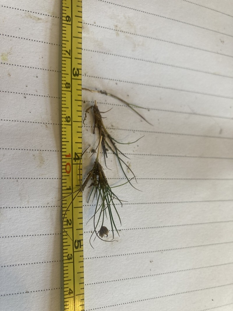Juncus pusillus photo 8
