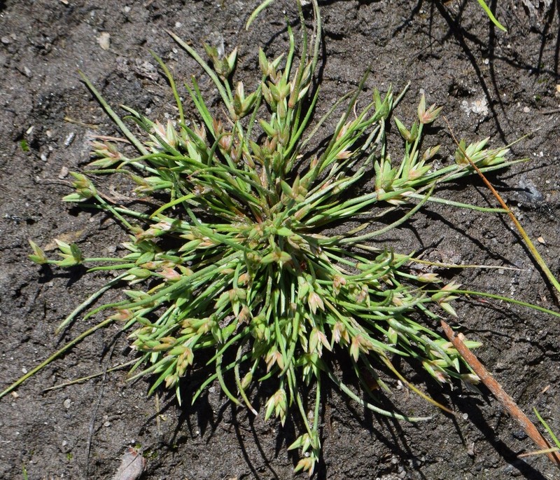 Juncus pygmaeus