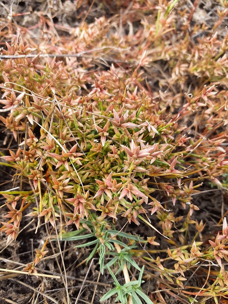 Juncus pygmaeus photo 2