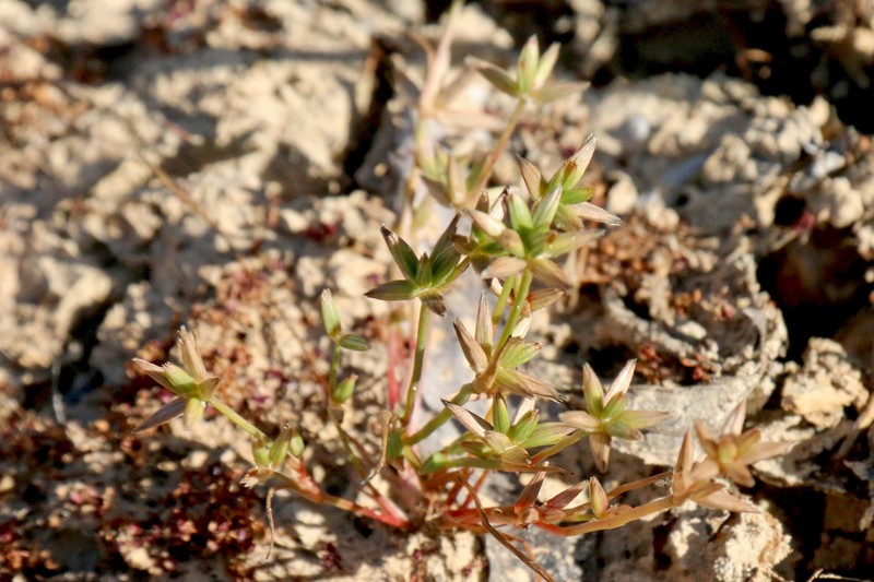 Juncus pygmaeus photo 3