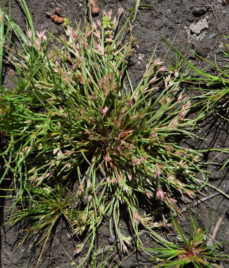 Juncus pygmaeus photo 4