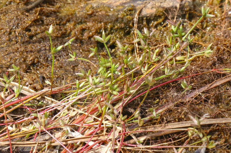 Juncus pygmaeus photo 5