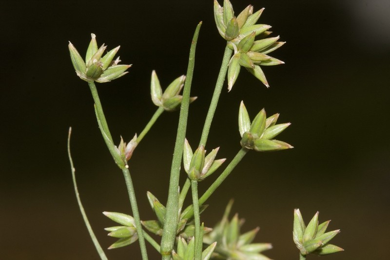 Juncus pygmaeus photo 6