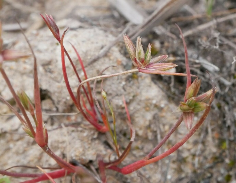Juncus pygmaeus photo 7