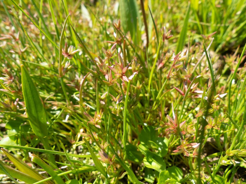Juncus pygmaeus photo 8