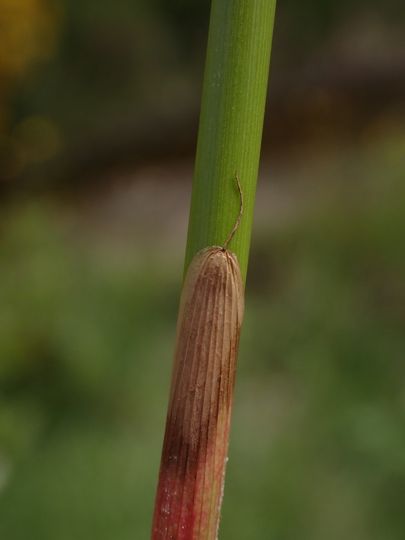 Juncus pylaei