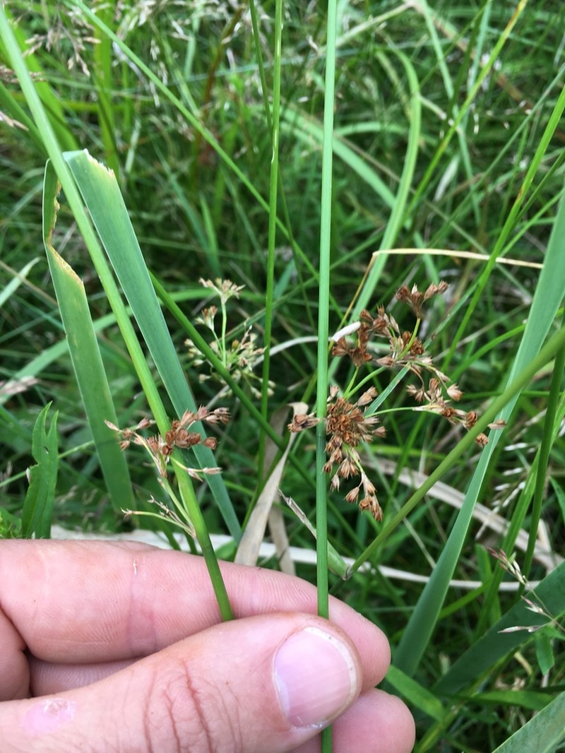 Juncus pylaei photo 2