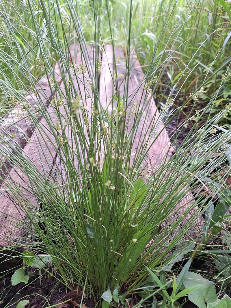 Juncus pylaei photo 3