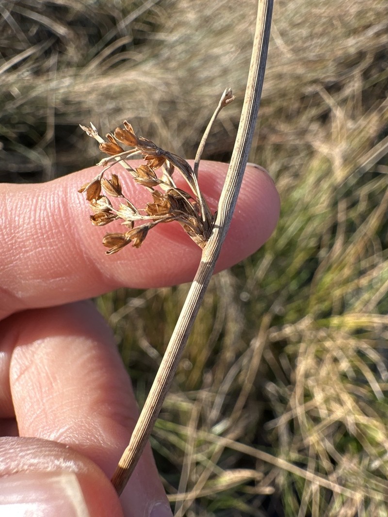 Juncus pylaei photo 4