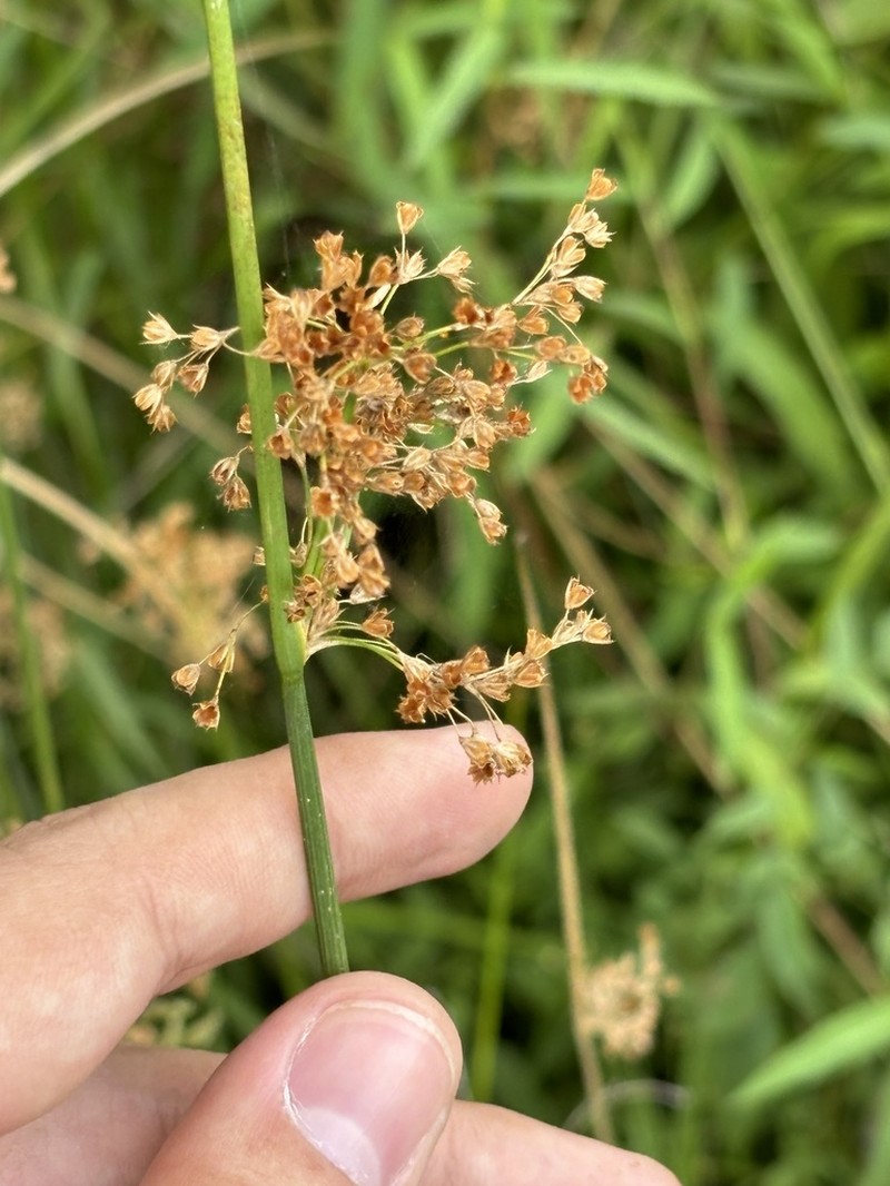 Juncus pylaei photo 5