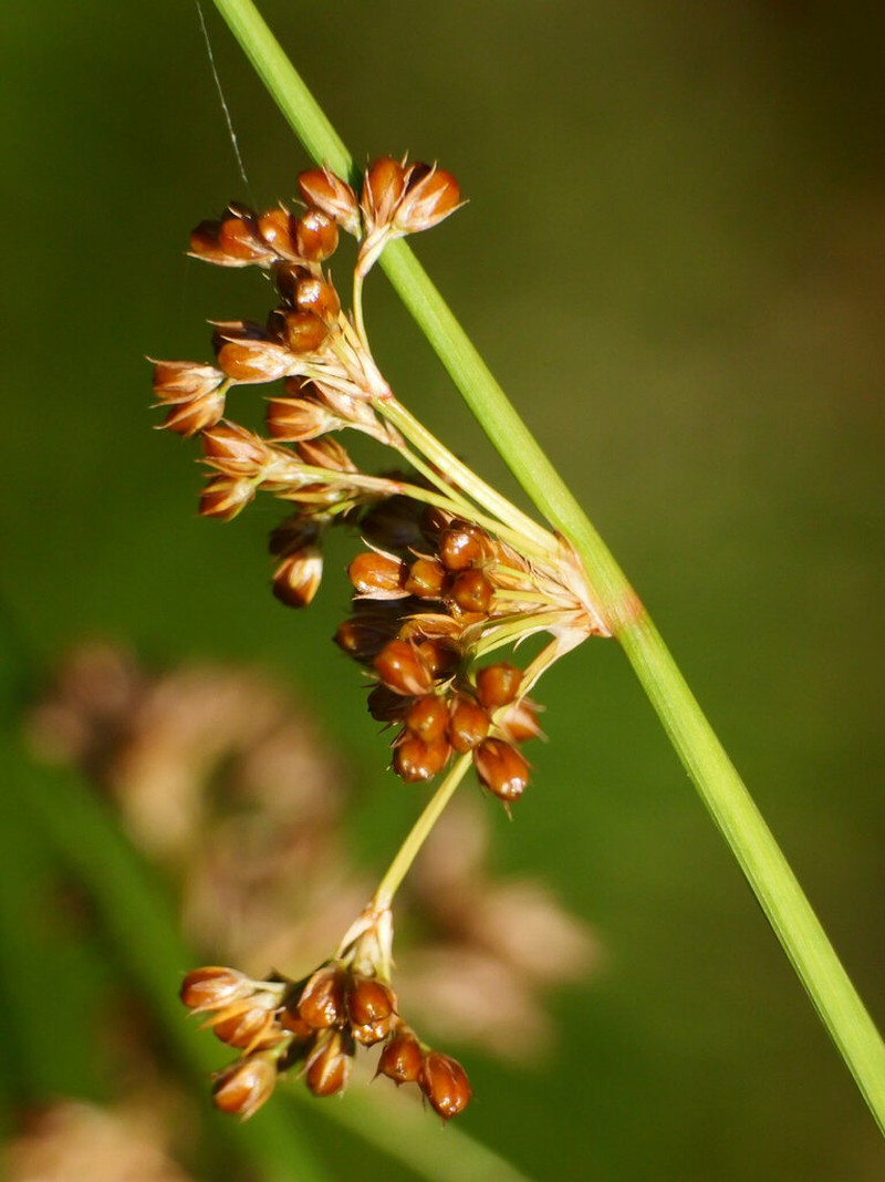 Juncus pylaei photo 6