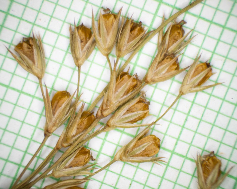 Juncus pylaei photo 7