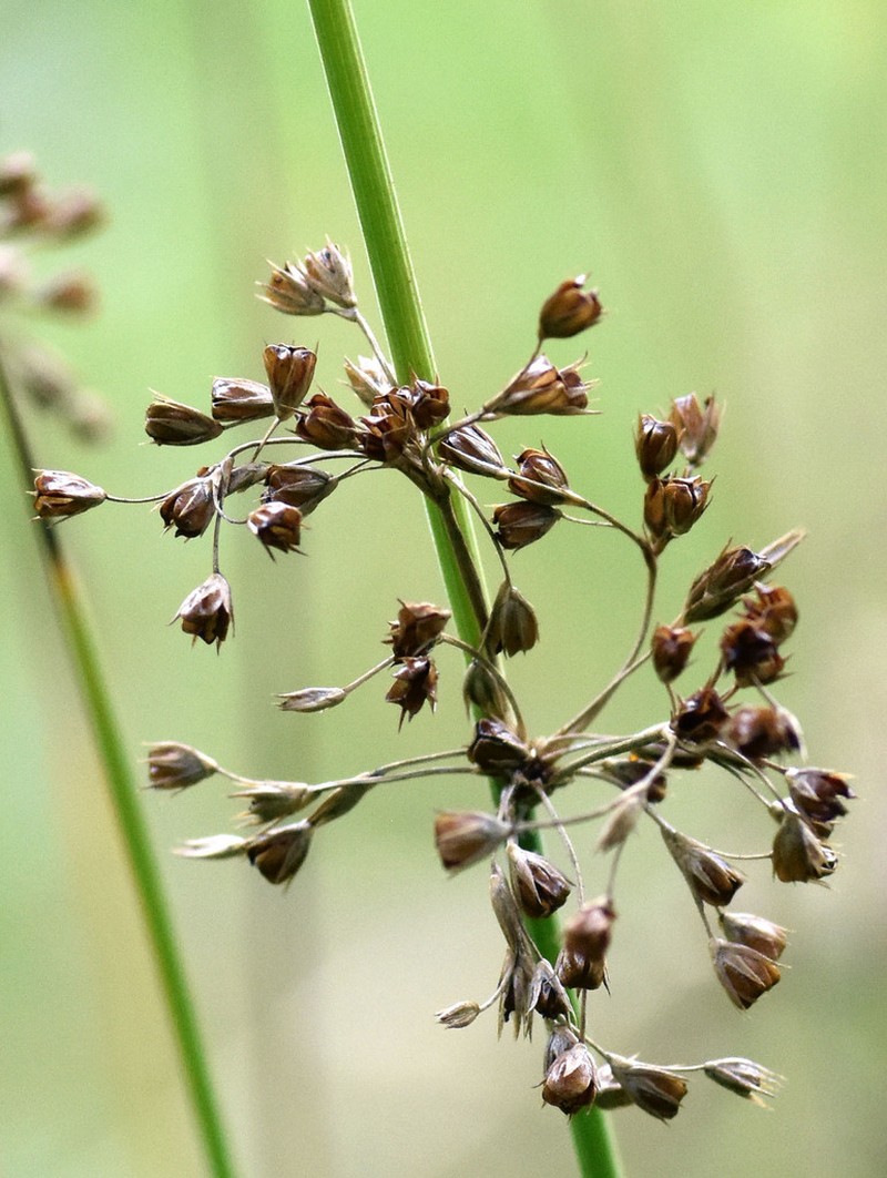 Juncus pylaei photo 8